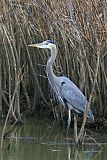 Great Blue Heronborder=