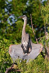 Great Blue Heron