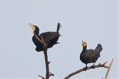 Great Cormorant