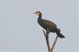 Great Cormorantborder=
