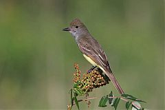 Great Crested Flycatcher