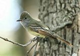 Great Crested Flycatcher