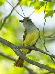 Great Crested Flycatcher