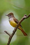 Great Crested Flycatcher