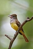 Great Crested Flycatcherborder=