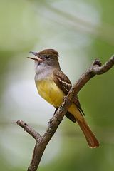 Great Crested Flycatcher