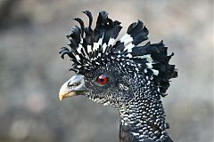 Great Curassow