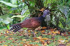 Great Curassow