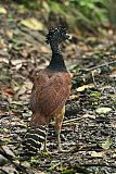 Great Curassow