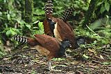 Great Curassow