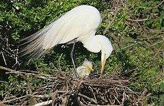 Great Egret