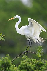 Great Egret