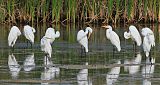 Great Egret