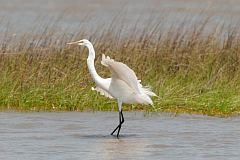 Great Egret