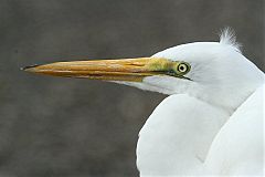 Great Egret