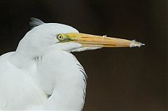 Great Egret