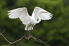 Great Egret