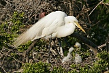 Great Egret