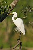 Great Egret