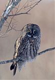 Great Gray Owl