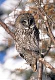 Great Gray Owl