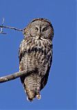 Great Gray Owl