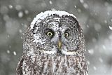 Great Gray Owl