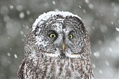 Great Gray Owl