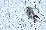 Great Gray Owl