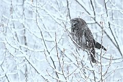 Great Gray Owl