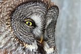 Great Gray Owl