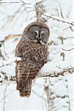 Great Gray Owl