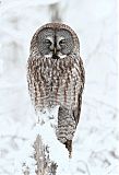 Great Gray Owl