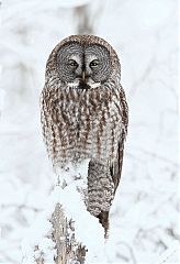 Great Gray Owl