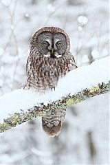 Great Gray Owl