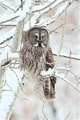 Great Gray Owl