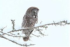 Great Gray Owl