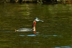 Great Grebe