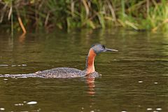 Great Grebe