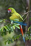 Great Green Macaw