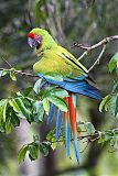 Great Green Macaw