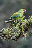 Great Green Macawborder=