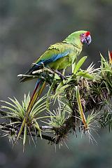 Great Green Macaw