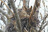 Great Horned Owlborder=