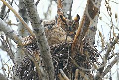 Great Horned Owl