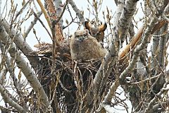 Great Horned Owl