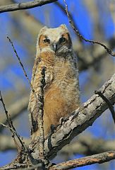 Great Horned Owl