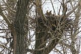 Great Horned Owlborder=