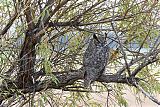 Great Horned Owl