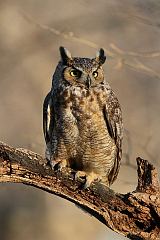 Great Horned Owl